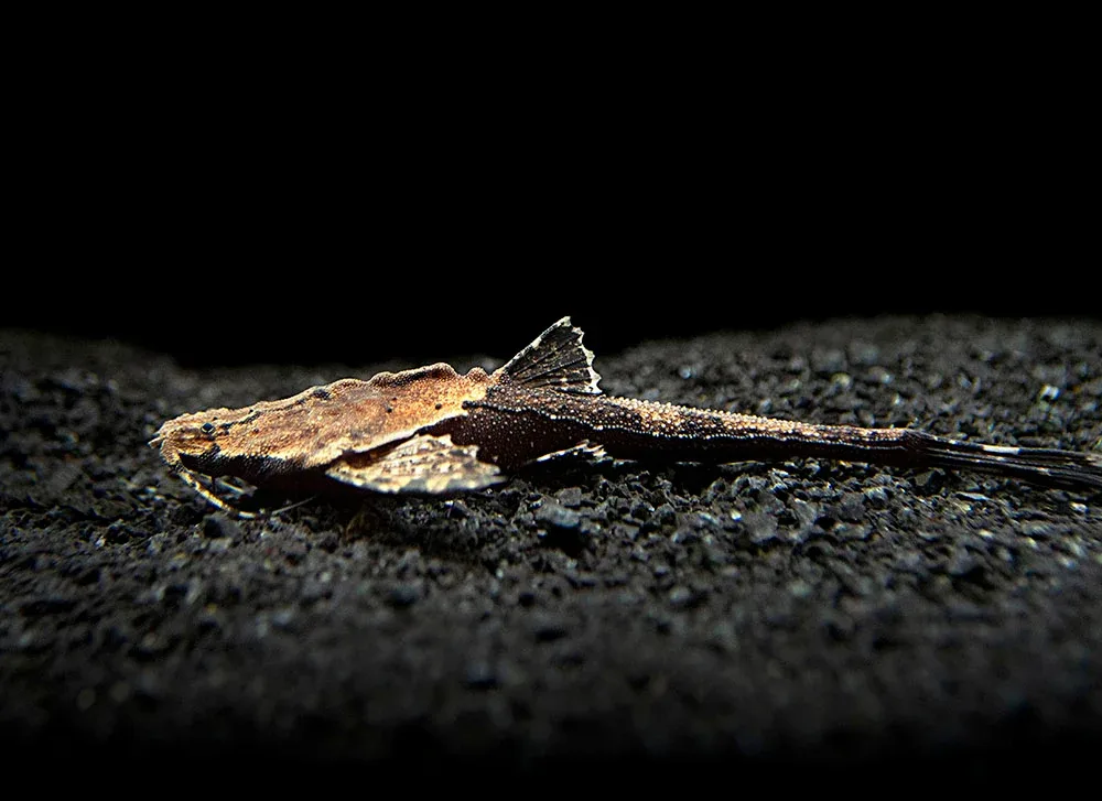 Banjo Catfish (Bunocephalus coracoideus)