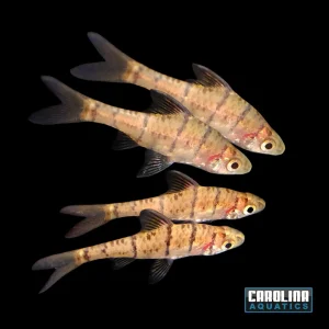 Barb - Eight Banded