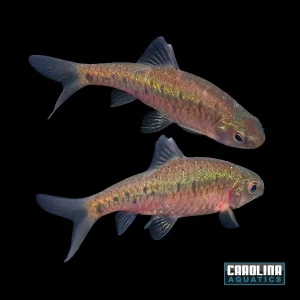 Barb - Gold Wild Taiwan Lg