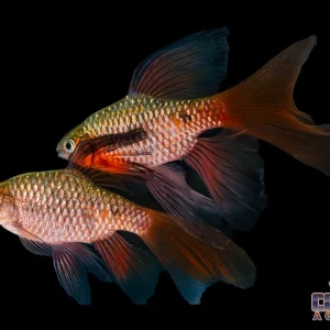 Barb - Rosy Longfin Lg