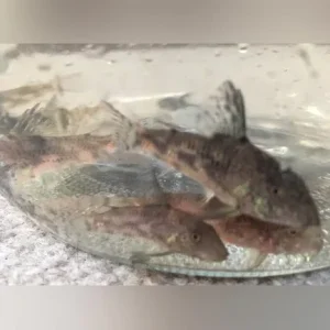 Barbatus cory