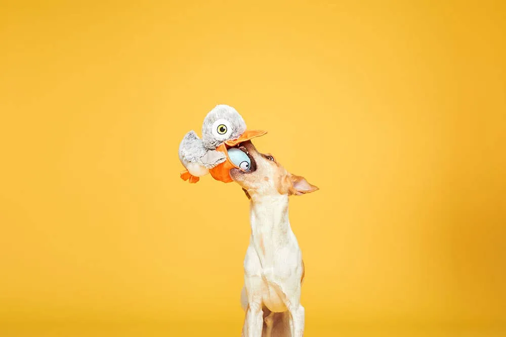BARK Big Bill & Beak - Image 2