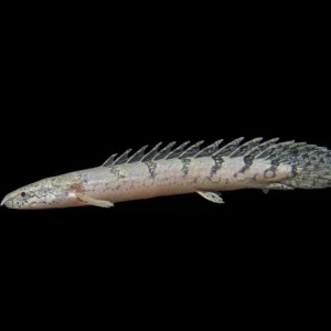 Barred AKA Armored Bichir (Polypterus delhezi) - Tank-Bred!