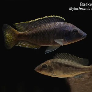 Basket Hap (Mylochromis sp. “Lateristriga”)