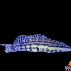 Basslet - Harlequin