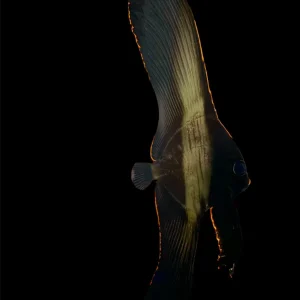 Batfish - Pinnatus Md