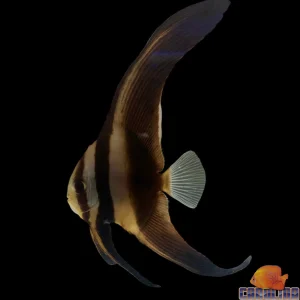 Batfish - Tierra