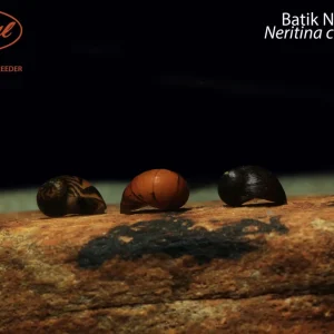 Batik Nerite Snail (Neritina cf. variegata)