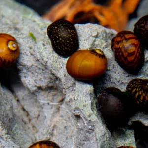 Batik Nerite Snail (Neritina variegata)