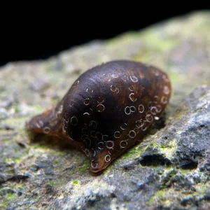 Batman Nerite Snail (Neritina auriculata)
