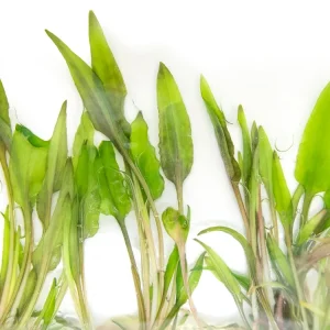 Beckett's Water Trumpet (Cryptocoryne becketti) Tissue Culture