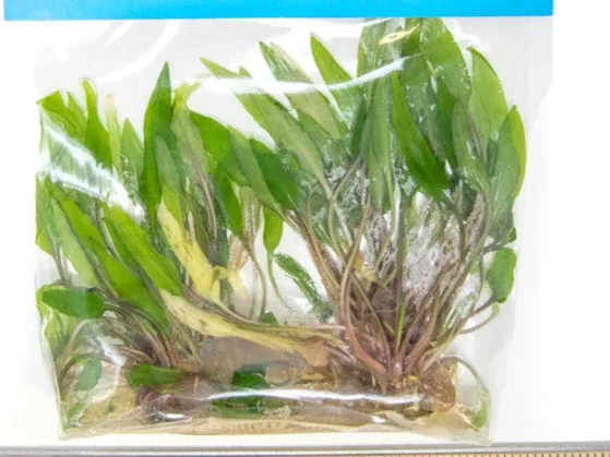Beckett's Water Trumpet (Cryptocoryne becketti) Tissue Culture - Image 2