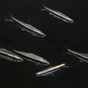 Beckford's Pencilfish (Nannostomus beckfordi)