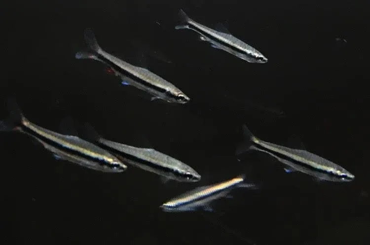 Beckford's Pencilfish (Nannostomus beckfordi)