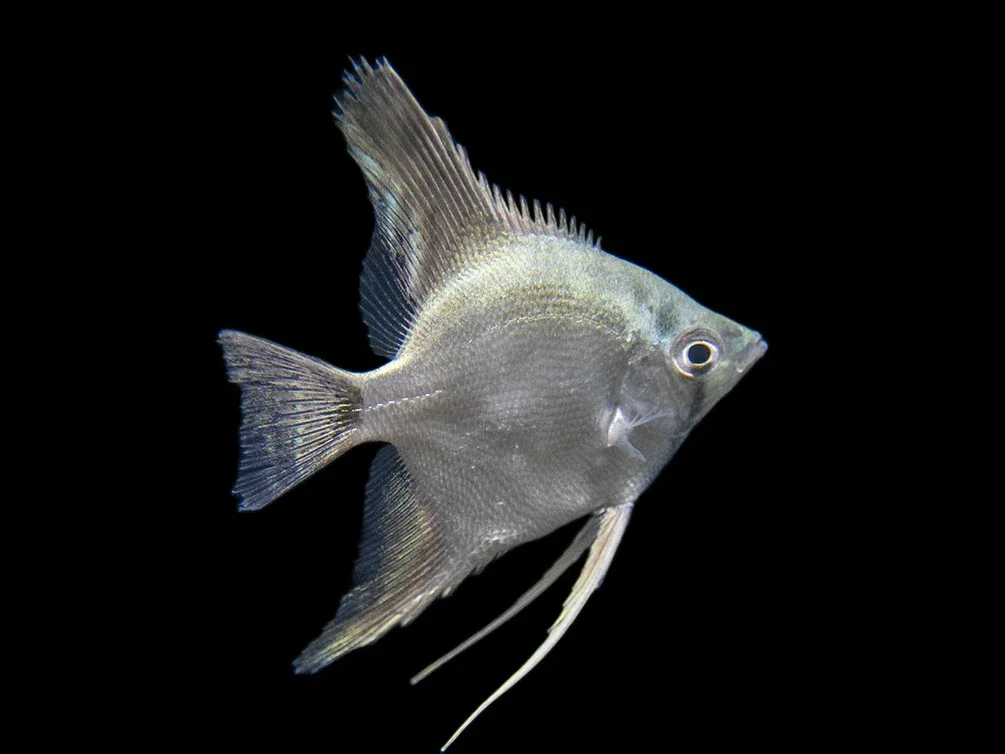 Belem Sky Blue Angelfish (Pterophyllum scalare) - Tank-Bred - Image 2