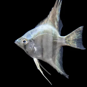 Belem Sky Blue Angelfish (Pterophyllum scalare) - Tank-Bred