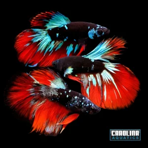 Betta - Avatar Halfmoon