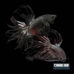 Betta - Crowntail Black Orchid