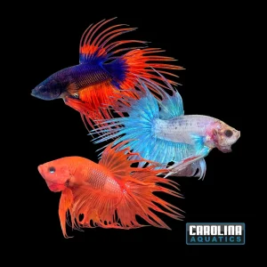Betta - Crowntail Male
