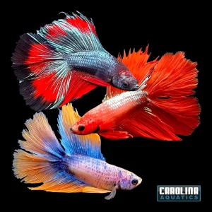 Betta - Double Tail Male