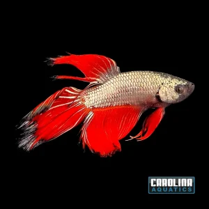 Betta - Dragon Show