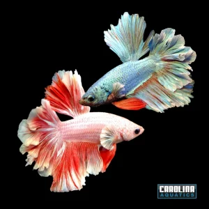 Betta - Featherfin Halfmoon