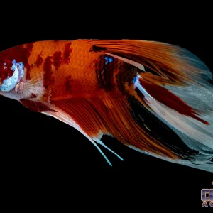 Betta - Giant Halfmoon Male