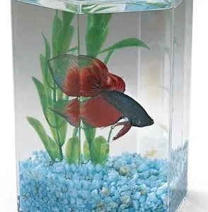 Betta Keeper