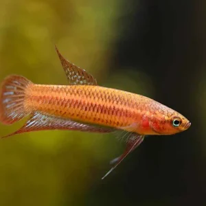 Betta Livida “Klang” (Betta livida) – Tank-Bred
