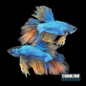 Betta - Mustard Gas Halfmoon Male