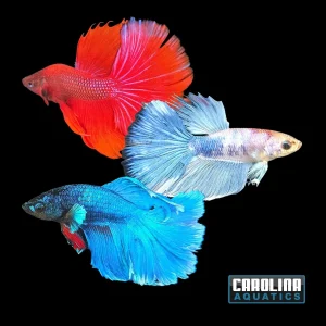 Betta - Super Delta