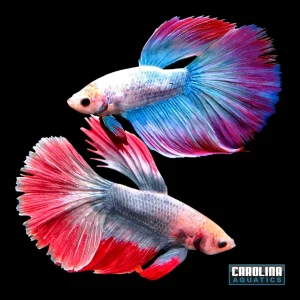 Betta - Tricolor Halfmoon