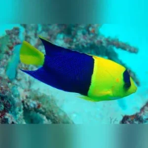 Bicolor Angelfish