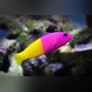 Bicolor Dottyback