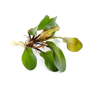 Big Bear Sword Plant (Echinodorus ‘Big Bear’)