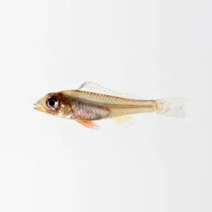 Biotecus Fairy Cichlid