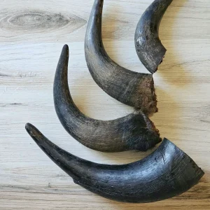 Bison Horn (Grass Fed & Finished)
