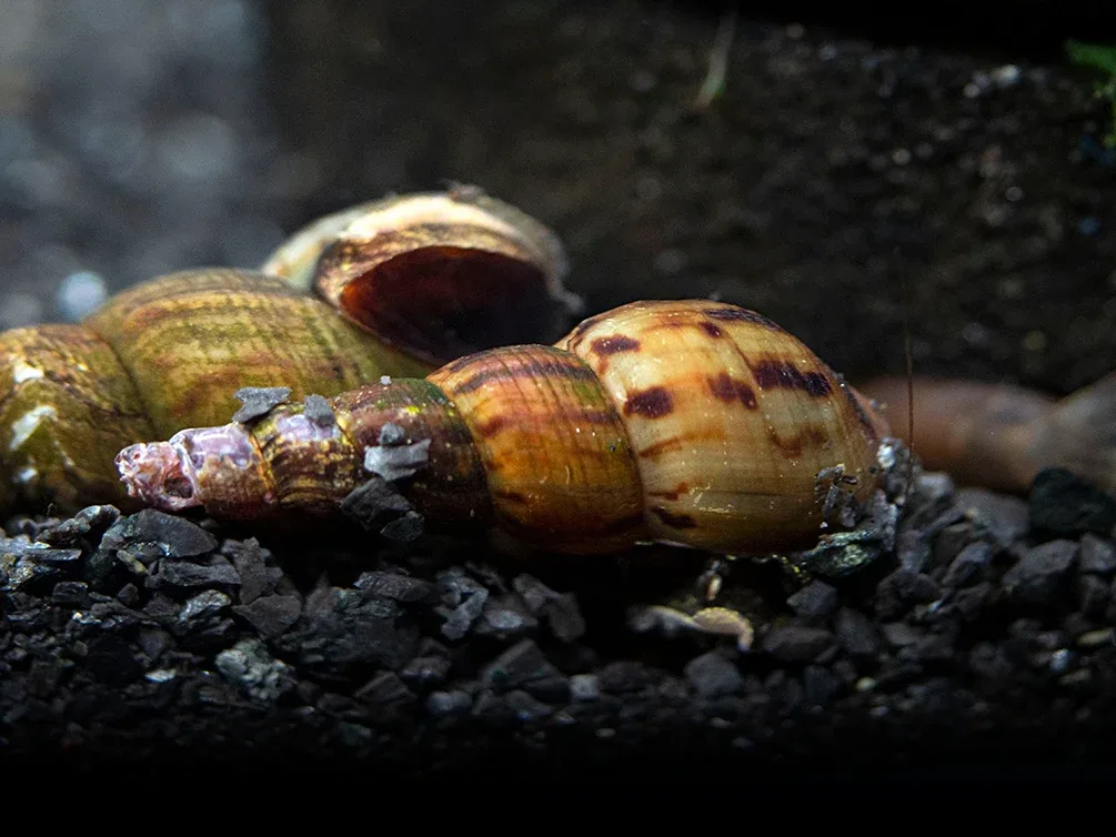 Black AKA Mahogany Trumpet Snail (Melanoides maculata) - Image 2