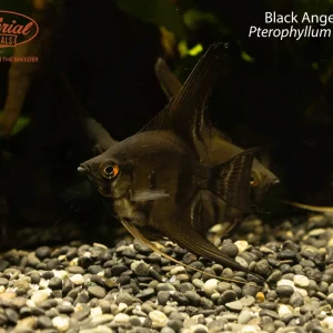 Black Angelfish (Pterophyllum scalare)
