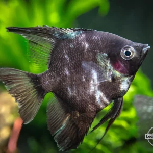 Black Angelfish (Pterophyllum scalare "Black") - LOCALLY BRED!!!