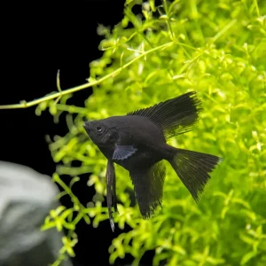 Black Angelfish (Pterophyllum scalare), Tank-Bred