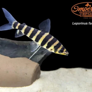 Black Banded Leporinus (Leporinus fasciatus)