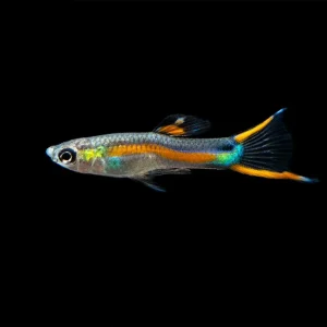 Black Bar Endler’s Livebearer (Poecilia wingei), Tank-Bred