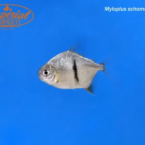 Black Barred Silver Dollar (Myloplus schomburgkii)