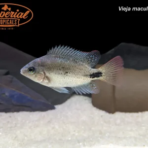 Black Belt Cichlid (Vieja maculicauda)