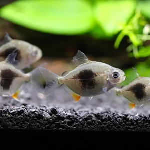 Black Berry Silver Dollar (Metynnis sp.) – Tank-Bred