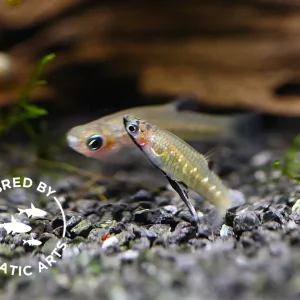 Black Chin Livebearer (Girardinus metallicus) – Bred by Aquatic Arts