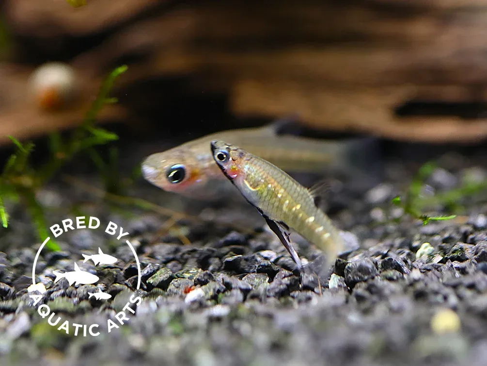 Black Chin Livebearer (Girardinus metallicus) – Bred by Aquatic Arts