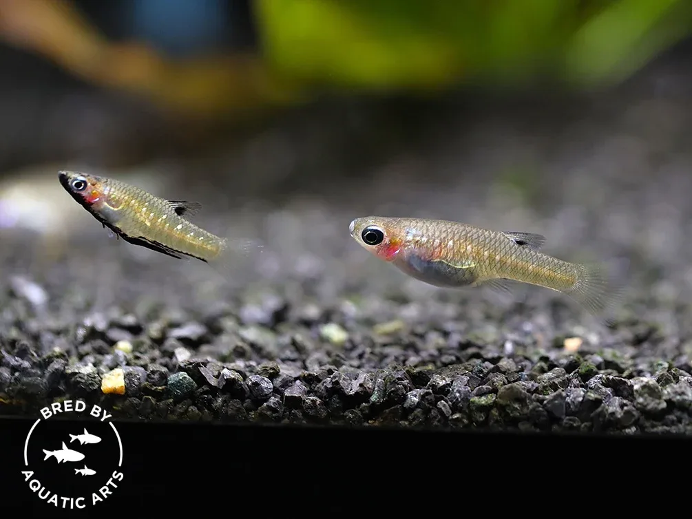 Black Chin Livebearer (Girardinus metallicus) – Bred by Aquatic Arts - Image 2