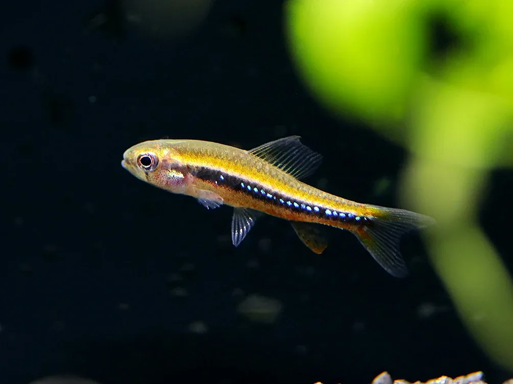 Black Darter Tetra (Poecilocharax weitzmani) - Image 2